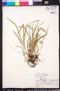 Carex abscondita image