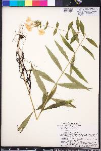 Phlox glaberrima image