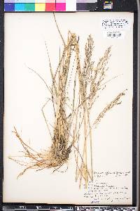 Eragrostis bahiensis image