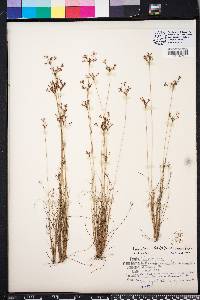 Bulbostylis ciliatifolia var. coarctata image