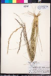 Aristida stricta image