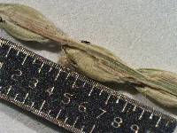 Urochloa platyphylla image