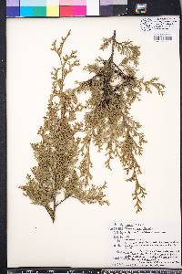 Chamaecyparis thyoides image