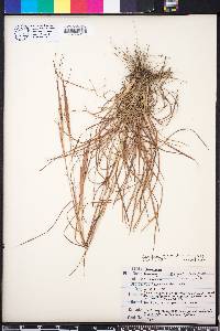 Andropogon gyrans image