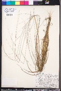 Digitaria filiformis image