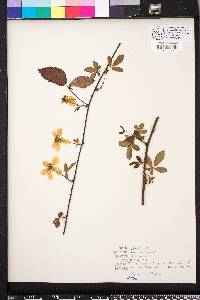 Rubus trivialis image