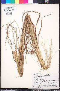 Andropogon longiberbis image