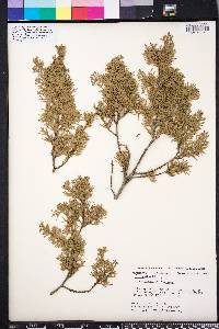 Chamaecyparis thyoides image