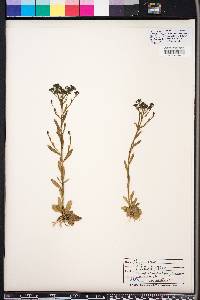Polygala ramosa image