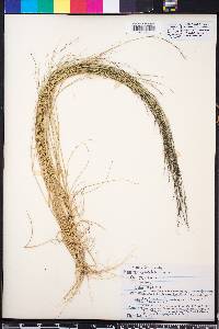 Aristida curtissii image