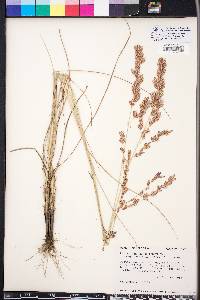 Eragrostis secundiflora image