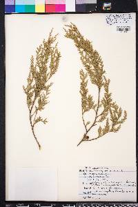 Chamaecyparis thyoides image