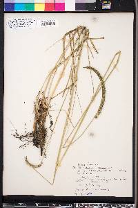 Ctenium aromaticum image