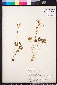 Oxalis violacea image