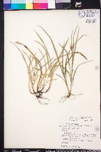 Carex abscondita image