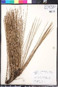 Pinus palustris image