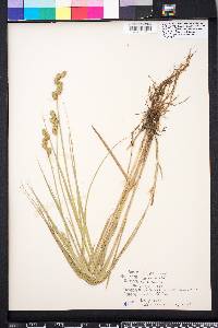 Carex alata image