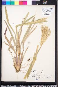 Eustachys glauca image