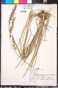 Anthaenantia rufa image