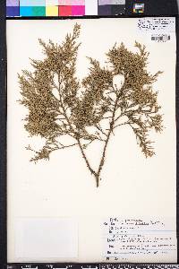 Juniperus silicicola image