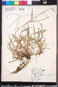 Digitaria eriantha image