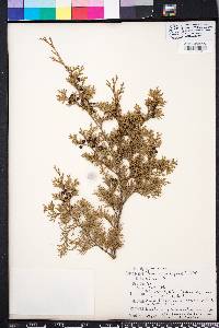 Chamaecyparis thyoides image