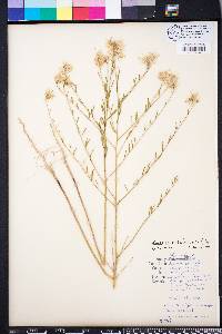 Warea cuneifolia image