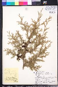 Chamaecyparis thyoides image