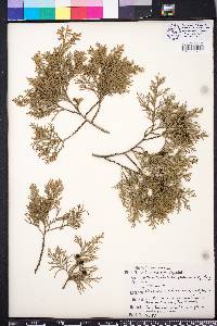 Chamaecyparis thyoides image