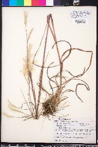 Andropogon ternarius image