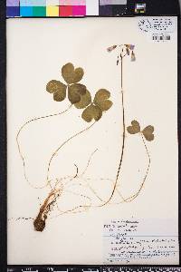 Oxalis rubra image