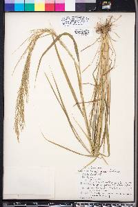 Eragrostis japonica image