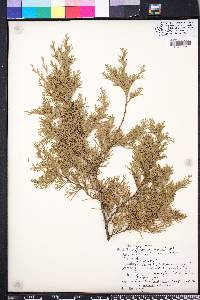 Chamaecyparis thyoides image