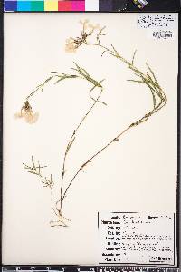 Phlox floridana image