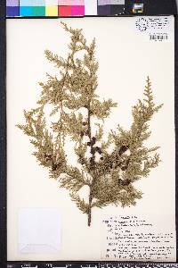 Chamaecyparis thyoides image