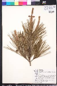 Pinus glabra image