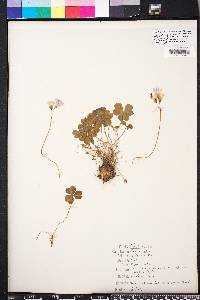 Oxalis rubra image