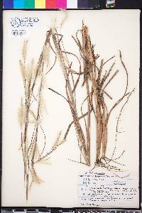 Andropogon ternarius image