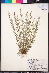 Polygala polygama image