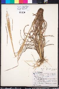 Andropogon gyrans image