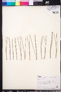 Pinus echinata image