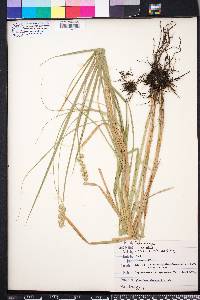 Carex alata image