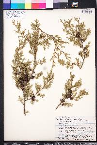 Chamaecyparis thyoides image