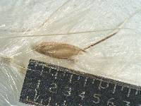 Bothriochloa saccharoides image