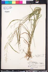 Chasmanthium ornithorhynchum image