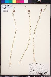 Polygala mariana image