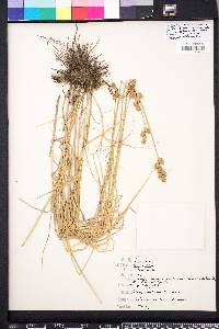 Carex alata image