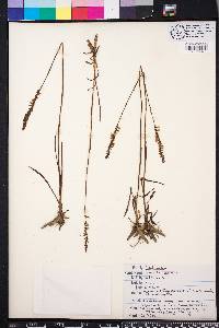 Spiranthes vernalis image