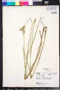 Carex alata image