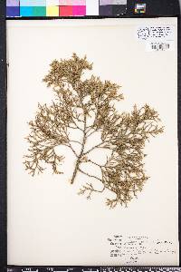 Juniperus silicicola image